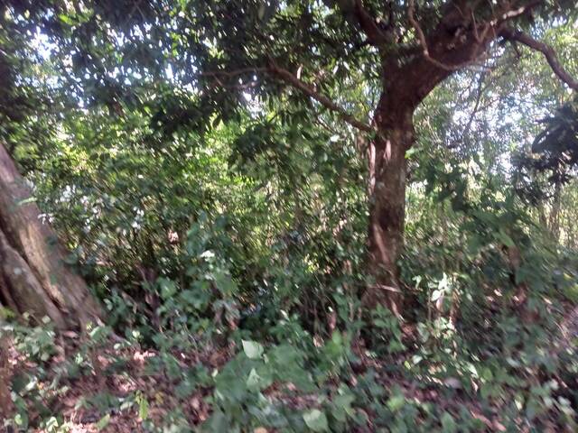 #7 - Área para Venta en Chinameca - San Miguel