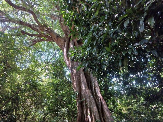 #7 - Área para Venta en Chinameca - San Miguel